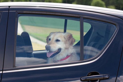 Este perro tiene un pasatiempo curioso cuando se sube al coche de su dueña: asoma la cabeza por la ventanilla y hace esto