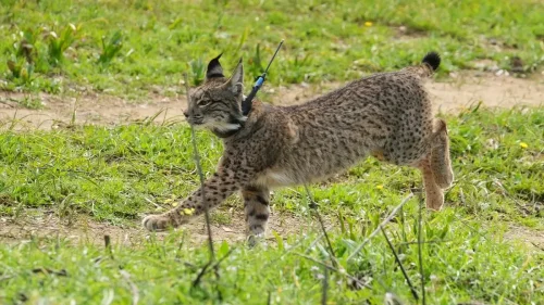Muere por atropello un ejemplar de lince ibérico en una carretera de Doñana