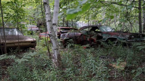 This forest of forgotten Mopar muscle will make classic car fans cry