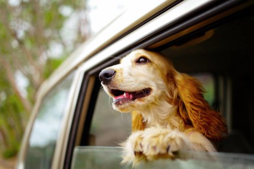 El gran dilema al viajar con tu perro: dónde puede ir realmente dentro del coche