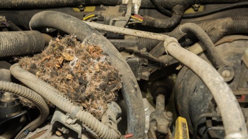 5 things you should do when storing a car long-term