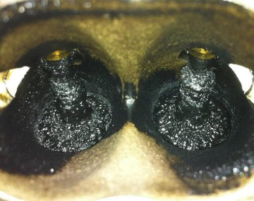 Is carbon buildup a problem with direct-injection engines?