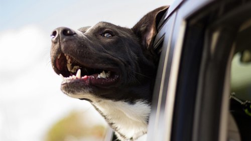 20 things you should never leave unsecured in your car