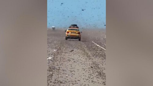 Miles y miles de estos insectos invaden esta carretera: la imagen que pone los pelos de punta