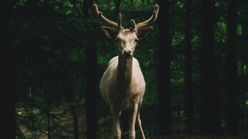 10 top dangers of driving after dark &amp; 10 crucial tips to navigate safely