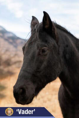 EPSO introduces its equine partners for mounted unit