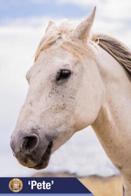 EPSO introduces its equine partners for mounted unit