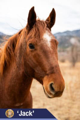 EPSO introduces its equine partners for mounted unit