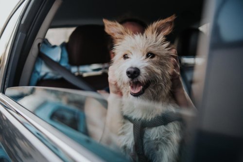 Un perro circula con medio cuerpo fuera en plena autopista: los Mossos denuncian al hombre por conducción negligente