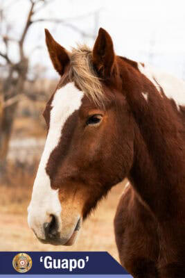 EPSO introduces its equine partners for mounted unit