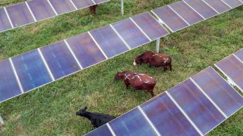 This Tennessee solar farm is doing a lot more than just generating energy
