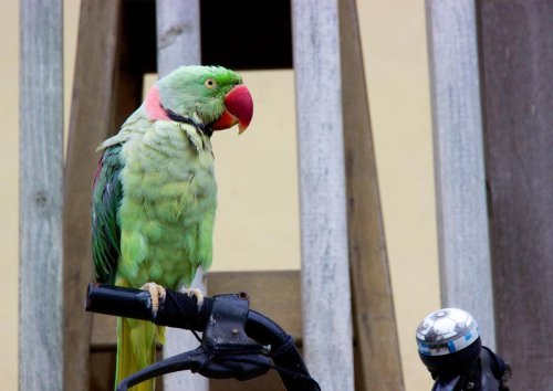 Una escena surrealista en Vigo: un ciclista pasea a su loro en plena carretera y desata las risas en TikTok
