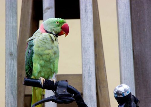 Una escena surrealista en Vigo: un ciclista pasea a su loro en plena carretera y desata las risas en TikTok