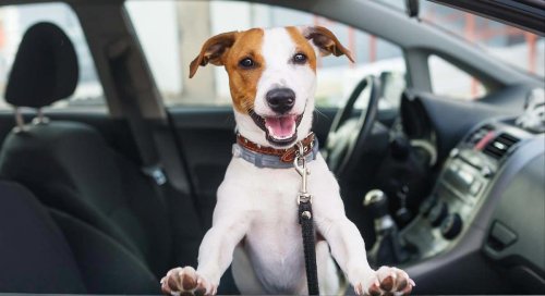 Entra en vigor: para viajar con un perro dentro del coche es obligatorio utilizar un arnés y una correa homologada