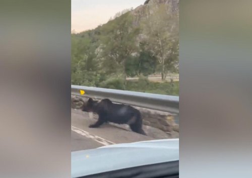 Circulaban tranquilos por una carretera de León hasta que algo salvaje empezó a correr junto al coche