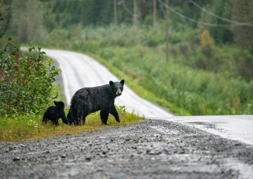 Graban a un oso pardo corriendo a toda velocidad por una carretera de Navarra: el vídeo que da la vuelta a las redes