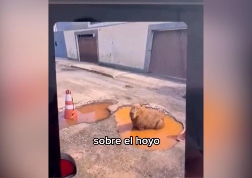 Una capibara para arreglar una carretera: en su ciudad había un bache y decidió usar la IA de la forma más ingeniosa