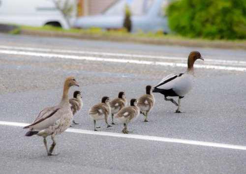 Una conductora de autobús ayuda a un koala a cruzar la carretera: ¿se puede parar el tráfico para dejar pasar a un animal?
