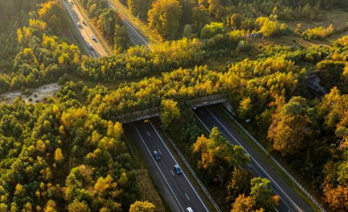 El nuevo megapuente de la M-607 que no es para coches ni personas: Madrid estrena su primera autopista de selva