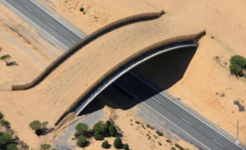 El nuevo megapuente de la M-607 que no es para coches ni personas: Madrid estrena su primera autopista de selva