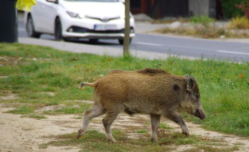 El nuevo megapuente de la M-607 que no es para coches ni personas: Madrid estrena su primera autopista de selva