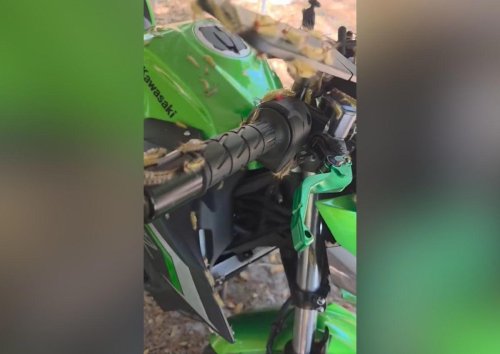 Las orugas atacan una Kawasaki: un hombre se acerca a coger su moto y se encuentra con una desagradable sorpresa