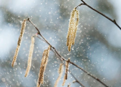 ¿Eres alérgico? Pues ojo a este elemento del coche que posiblemente no has renovado nunca