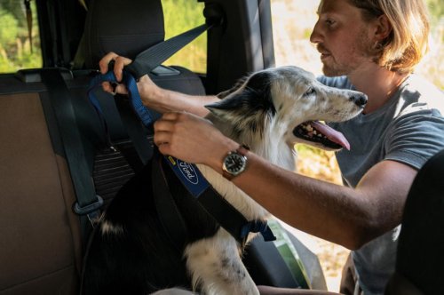 Mopaw by Mopar: New pet gear for happy dog road trips