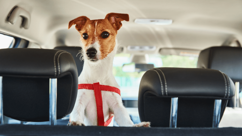 El gesto de Omar Montes al ver a un perro encerrado en un coche divide opiniones: héroe para unos, desmesurado para otros