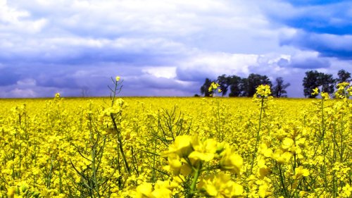 Aceite de colza, e-fuels y otros 'milagros' del diésel: por qué ninguno va a evitar lo inevitable
