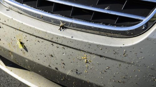 Want to keep bugs from sticking to the front of your car? This may be a solution