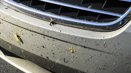 Want to keep bugs from sticking to the front of your car? This may be a solution