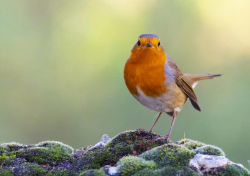 Compra una Ford F-250 nueva y se la okupan: ahora ya no puede llevársela