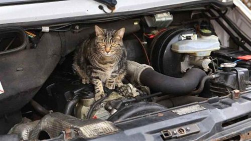 Daftar Binatang yang Sering Masuk ke dalam Mobil, Pahami Cara Mencegahnya