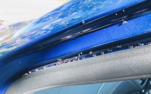 Daftar Binatang yang Sering Masuk ke dalam Mobil, Pahami Cara Mencegahnya