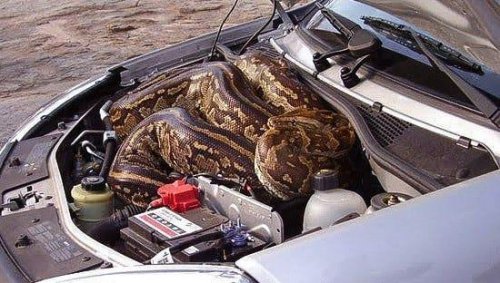 Daftar Binatang yang Sering Masuk ke dalam Mobil, Pahami Cara Mencegahnya