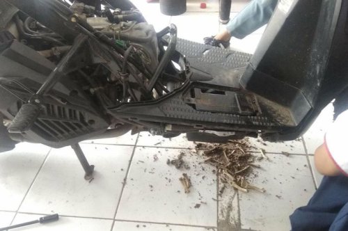 Pantas Saja di Bagian Motor Matic Ini Tikus Rawan Membuat Sarang