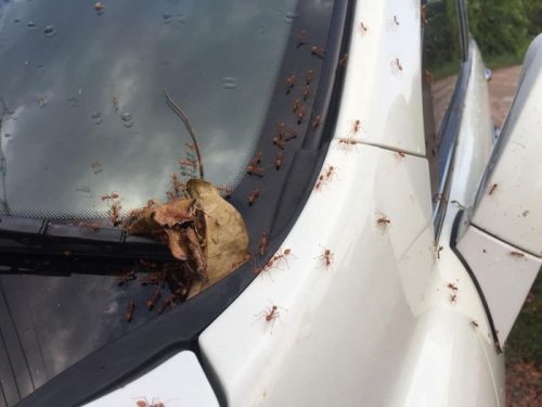 Ini Dua Cara Ampuh Mencegah Serangga Masuk Kabin Mobil Bekas