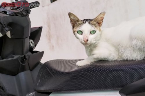 Hindari Cakaran Kucing, Berikut Ini Jenis Kulit Jok Motor Anti Cakar