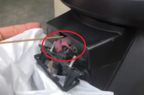 Motor Jadi Markas Tikus dan Cindil di Lampu Pelat Nomor, Cegah Pakai Cara Ini