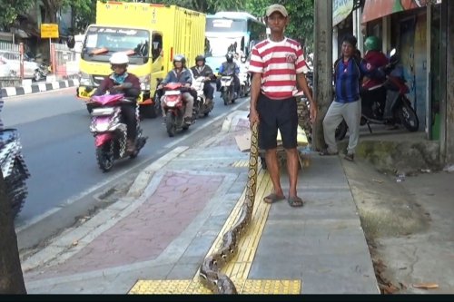Cara Mbah Subadri Usir Pemotor Jajah Trotoar di Kramat Jati, Pagi Sore Angon Ular Piton Gede