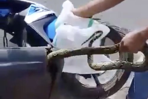 Bukan Karena Nyasar, Ini Alasan Ular Doyan Ngumpet di Bodi Motor