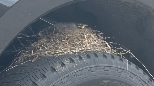 Ford F-250 Buyer Legally Can’t Take His Truck Home Because Of A Robin