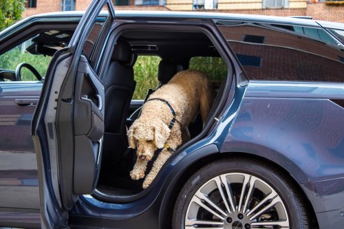 Range Rover Review: Land Rover's Luxury SUV Seems Built To Haul Dogs In Comfort
