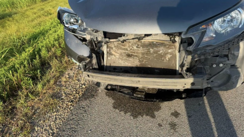 Three Dead Deer and a Warning: What That Mustang Ridge Crash Really Means for Drivers