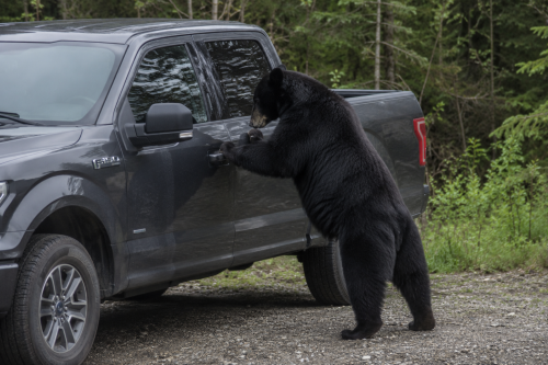 Ford Paid an 800-Pound Bear to Maul an F-150, and the Real Catch Is Buried in the Fine Print
