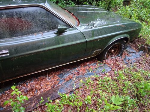 Lost in the Brush: This 1972 Mustang Fastback Is Begging for One Last Rescue