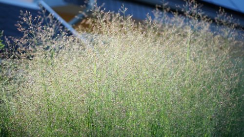 University Of Tennessee Gets Major Funding To Make Car Parts Out Of Grass