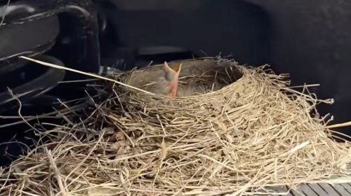 Robin Flips Ford Dealer The Bird By Making Its Nest In A Sold F-250