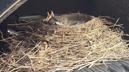 Baby Birds That Made A Sold Ford F-250 Their Home Have Officially Flown The Coop